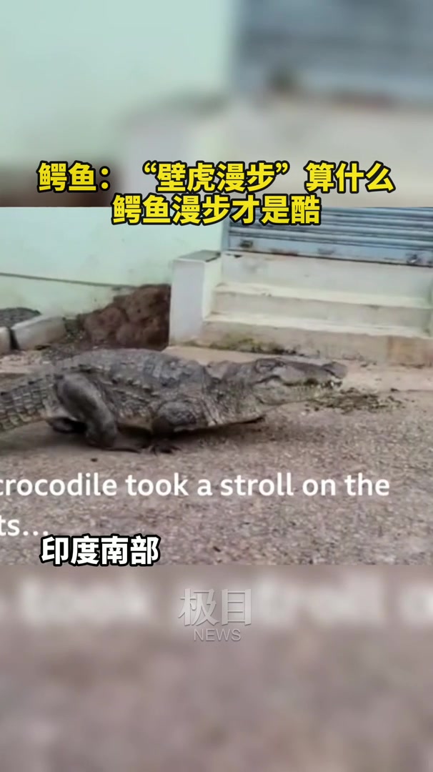 「视频」说什么“壁虎漫步”,鳄鱼漫步才是真酷