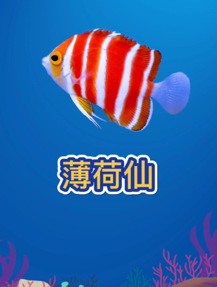 世界上最贵的9种海水鱼是什么鱼?薄荷仙居然只排第二,第一是它