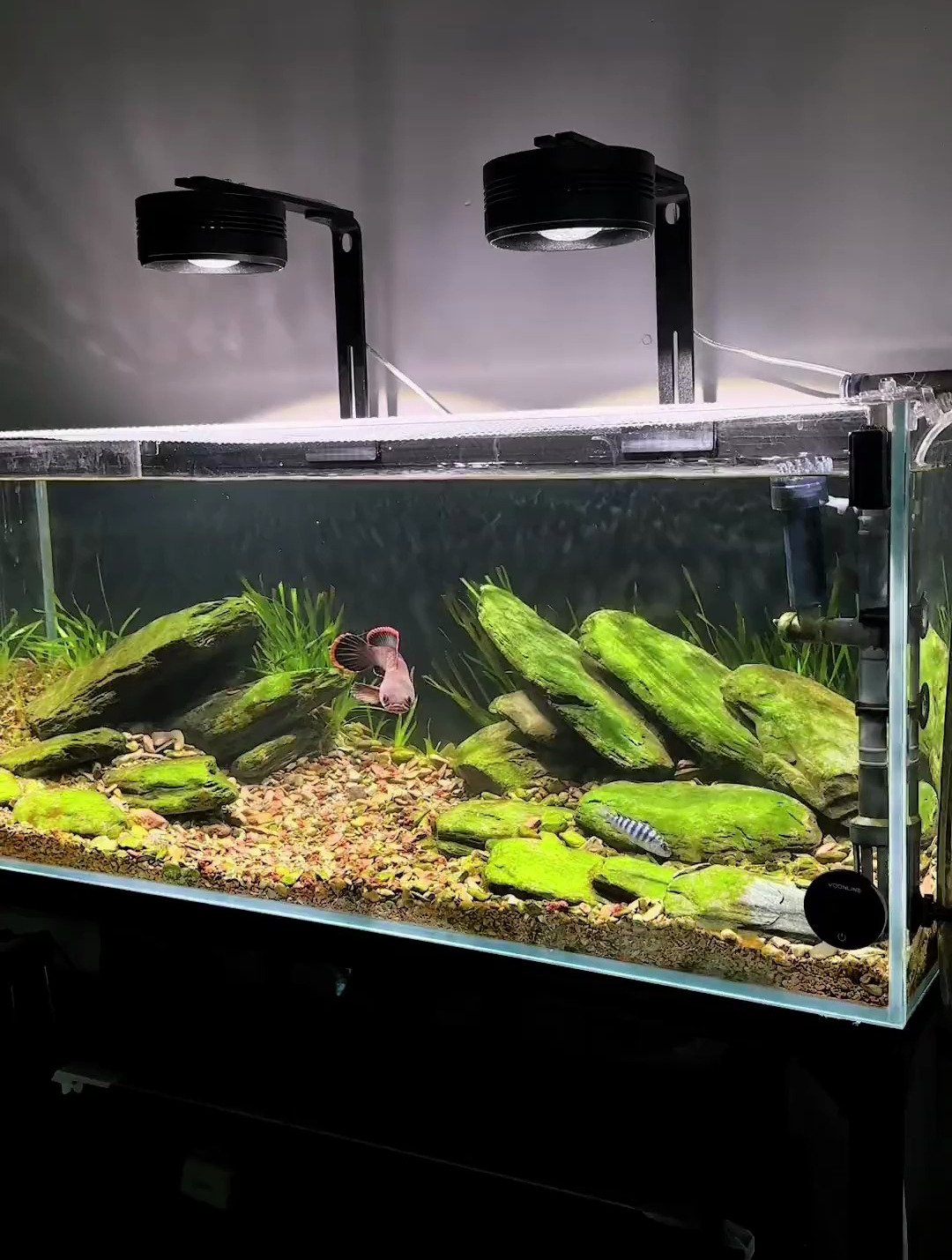 鱼缸底下有粪便堆积怎么办?用它准没错!