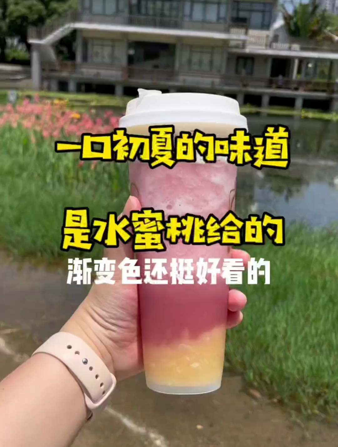 芝芝多肉桃桃,像是猛嘬一口熟了的水蜜桃