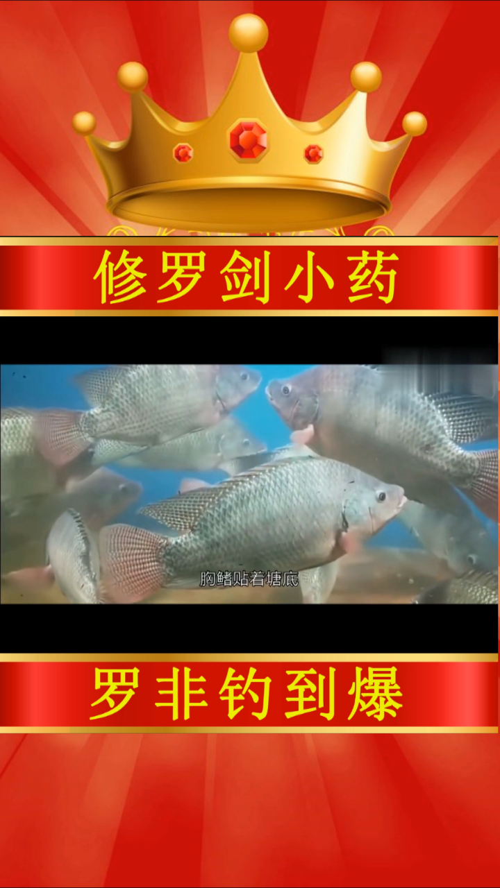钓罗非鱼爆连一百斤,钓罗非鱼的利剑——修罗剑
