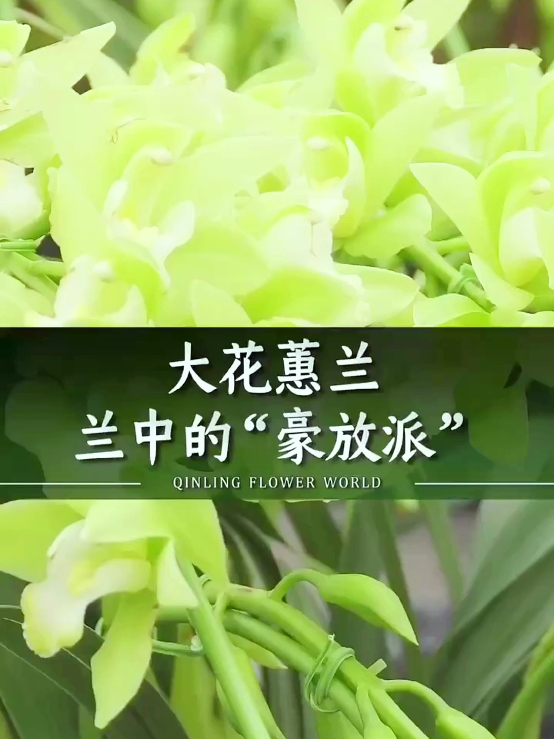 你认识大花蕙兰中的几个品种?