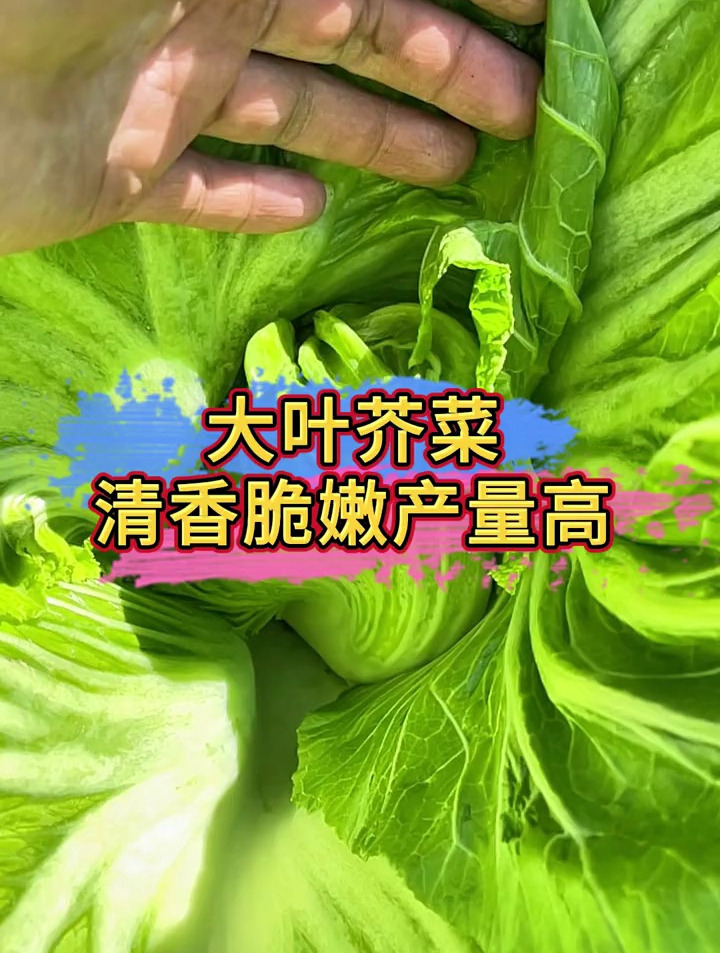 一片叶子腌一坛,撒籽就长半人高