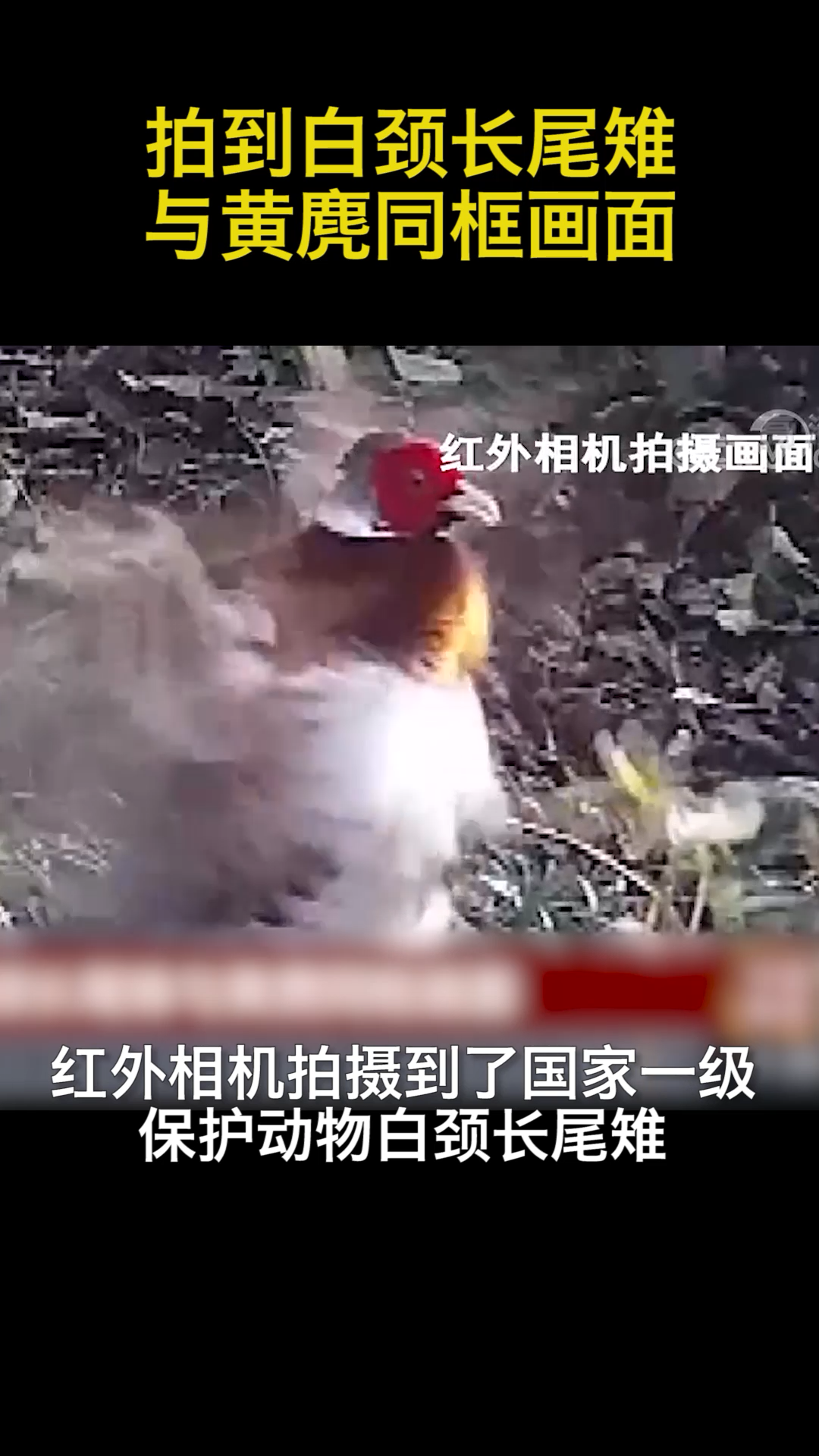 拍到白颈长尾雉与黄麂同框画面