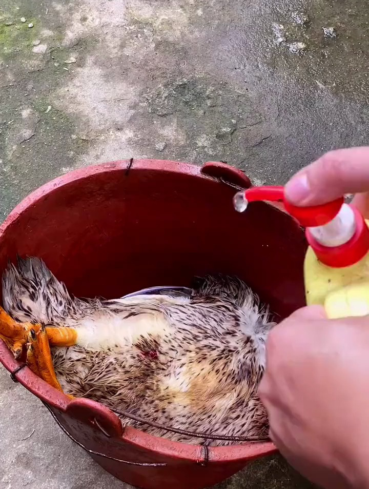 拔鸭毛教程,广西白切鸭教程