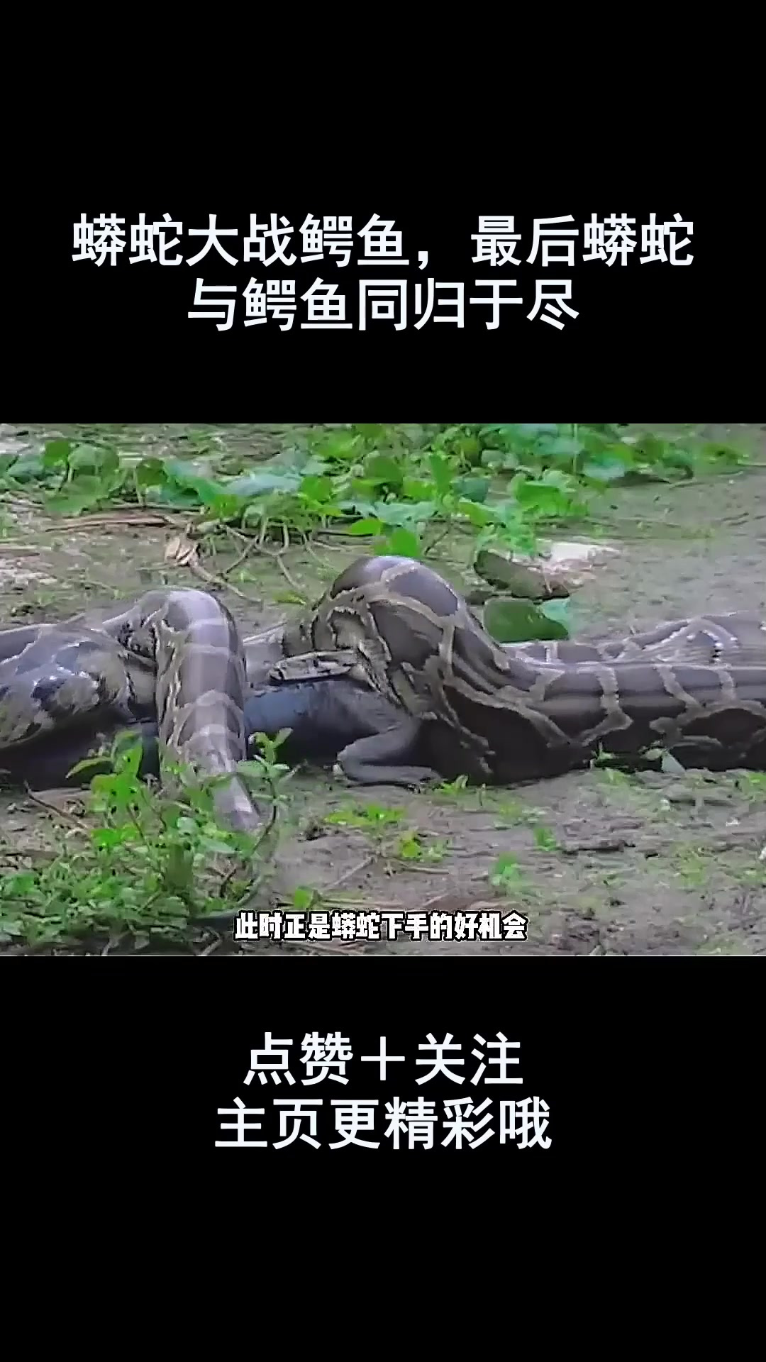 蟒蛇大战鳄鱼,最后蟒蛇与鳄鱼同归于尽