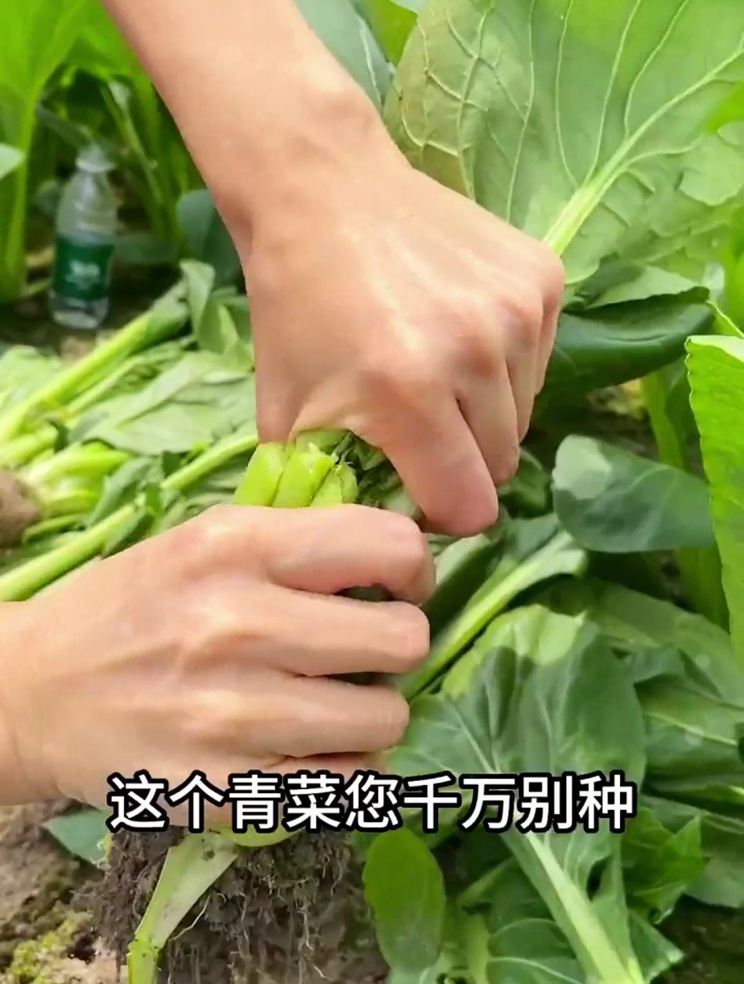 它在日本被誉为“营养菜”,每天必吃,原产地我国,却没人知道!