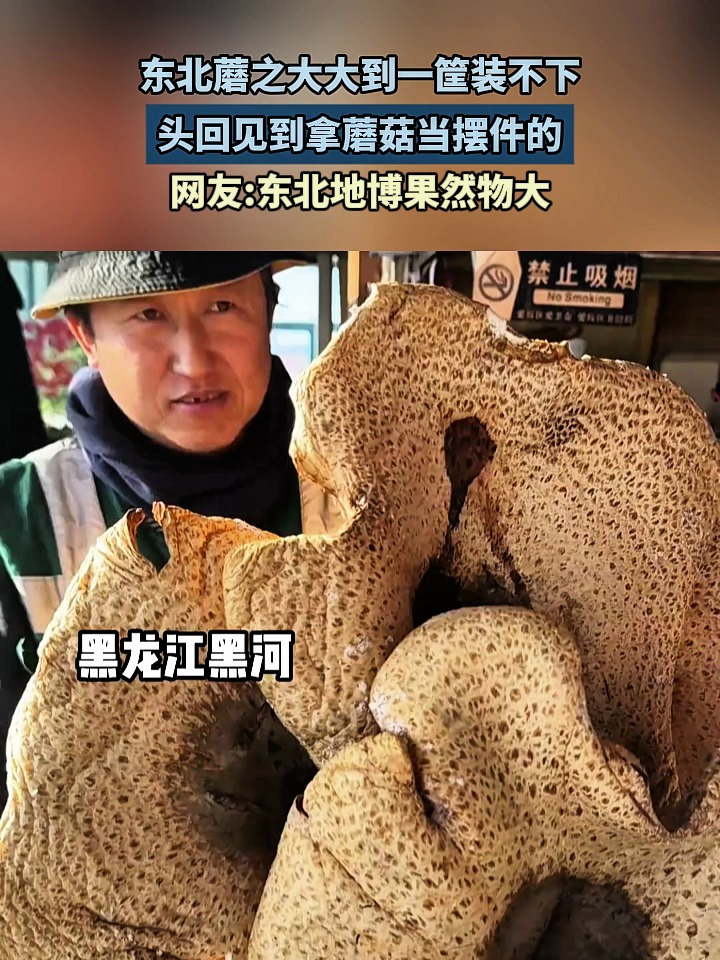 东北蘑之大大到一筐装不下,头回见到拿蘑菇当摆件的