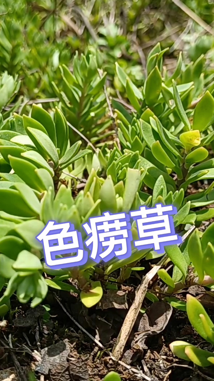 色痨草,我们地方叫狗牙半,不知在你们那里叫什么呢?