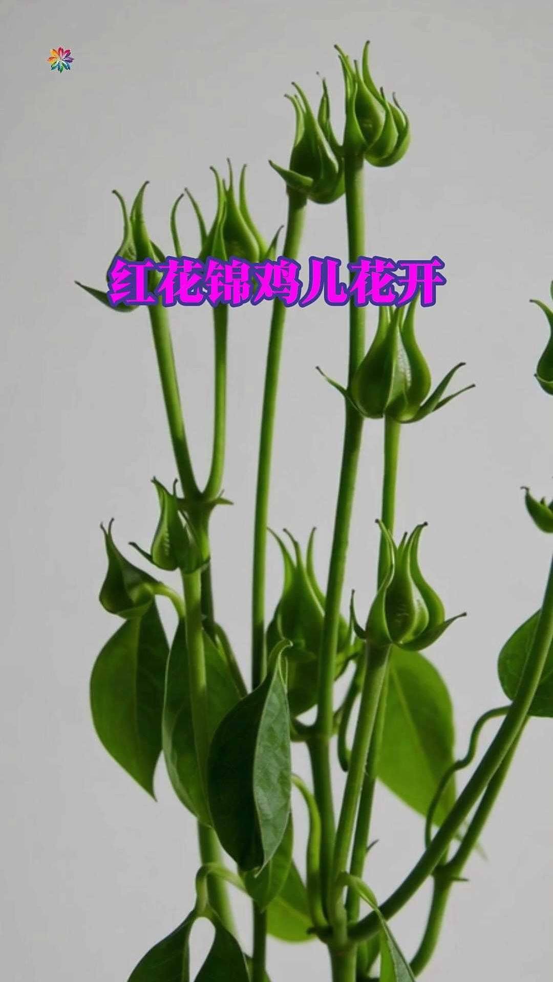 红花锦鸡儿花开