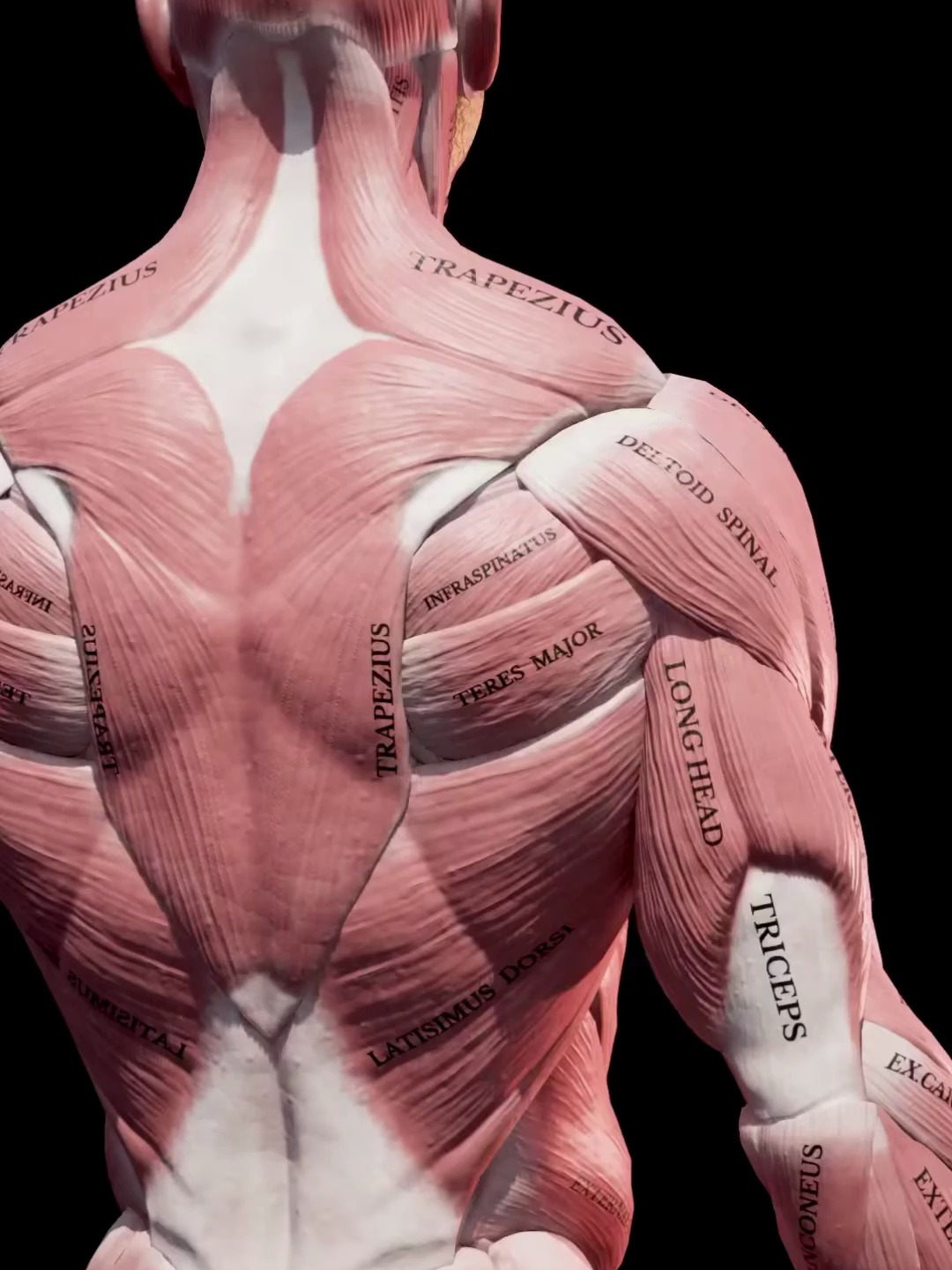 人体 科普一下 三角肌