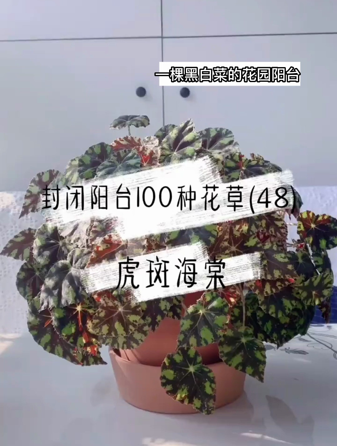 封闭阳台100种花草,虎斑海棠,在我们家是和蕨类放一起养的