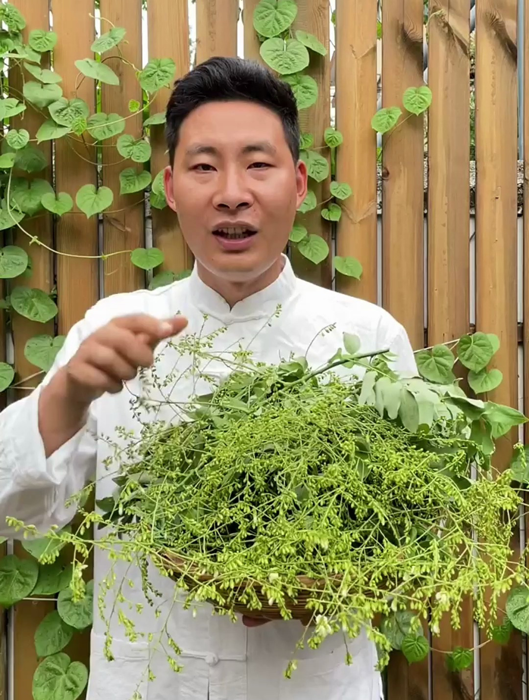 这个季节是采收槐米来炒制成槐米茶的最佳时间。槐米 国槐 槐花