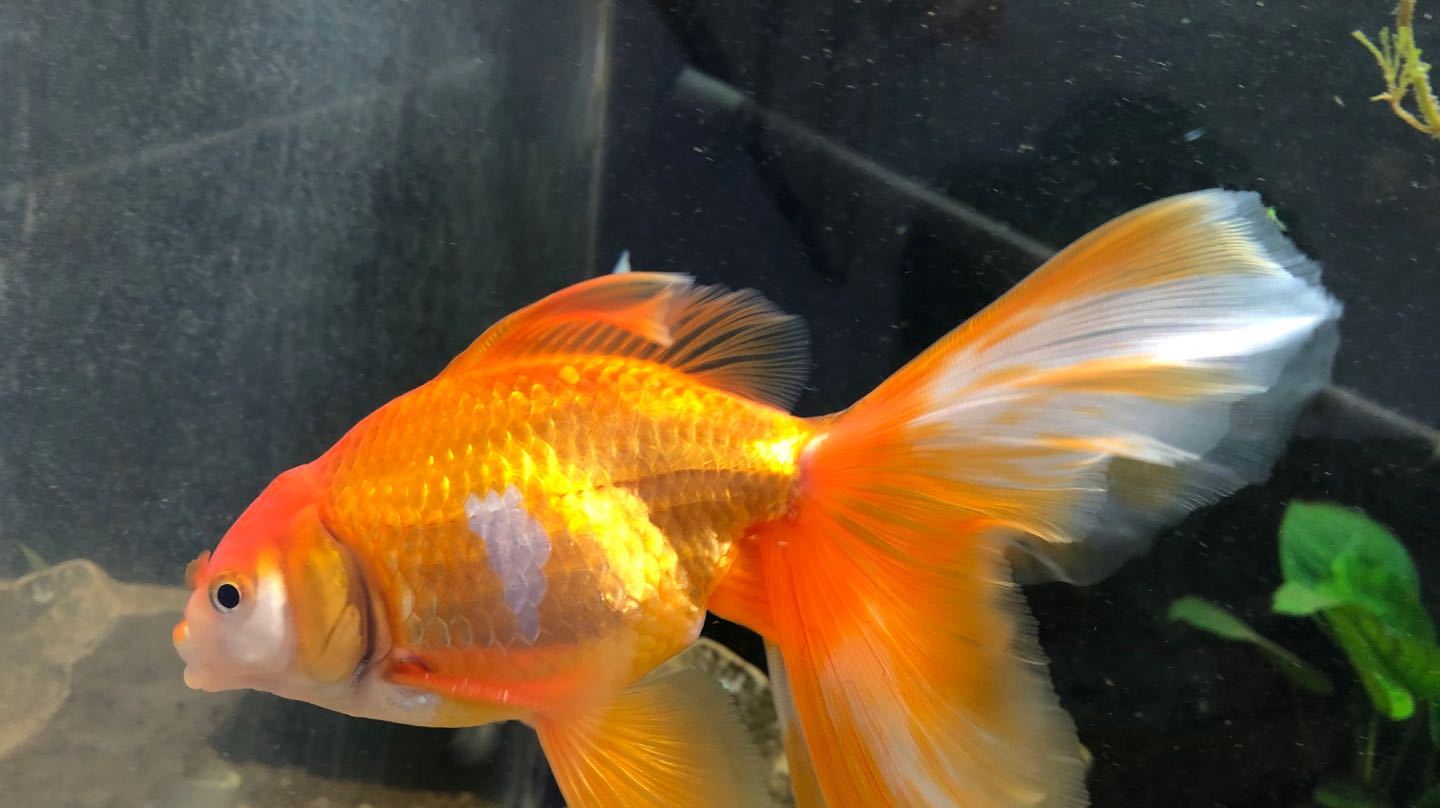 金鱼雄鱼追星,天气热了,比春天淡了许多