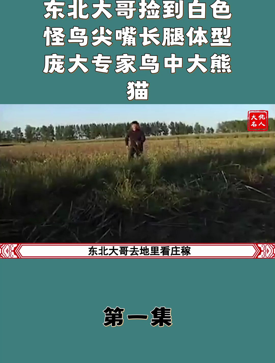 东北大哥捡到白色怪鸟 尖嘴长腿体型庞大 专家 鸟中大熊猫1
