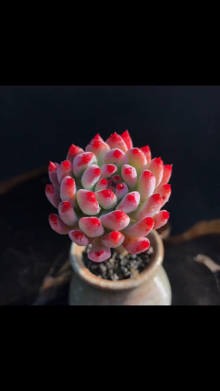 多肉植物 蓝精灵