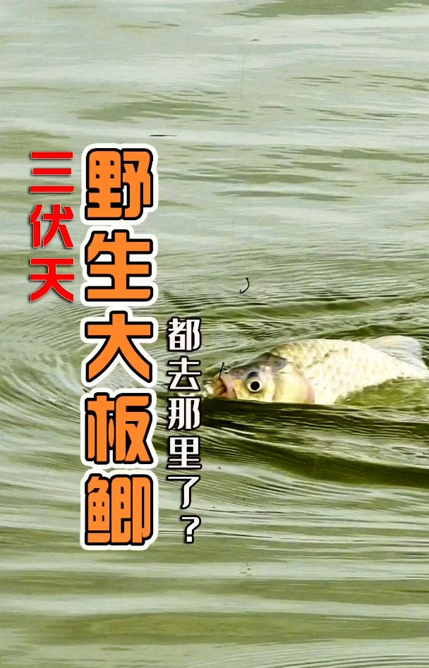 野生大鲫鱼都去哪里了?