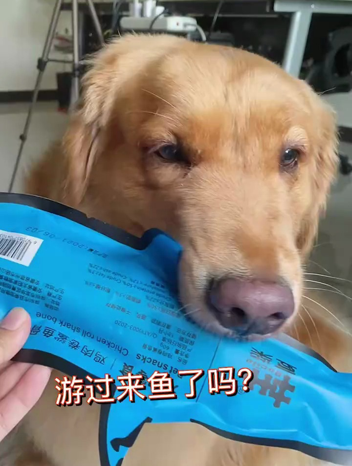 补钙磨牙鲨鱼骨