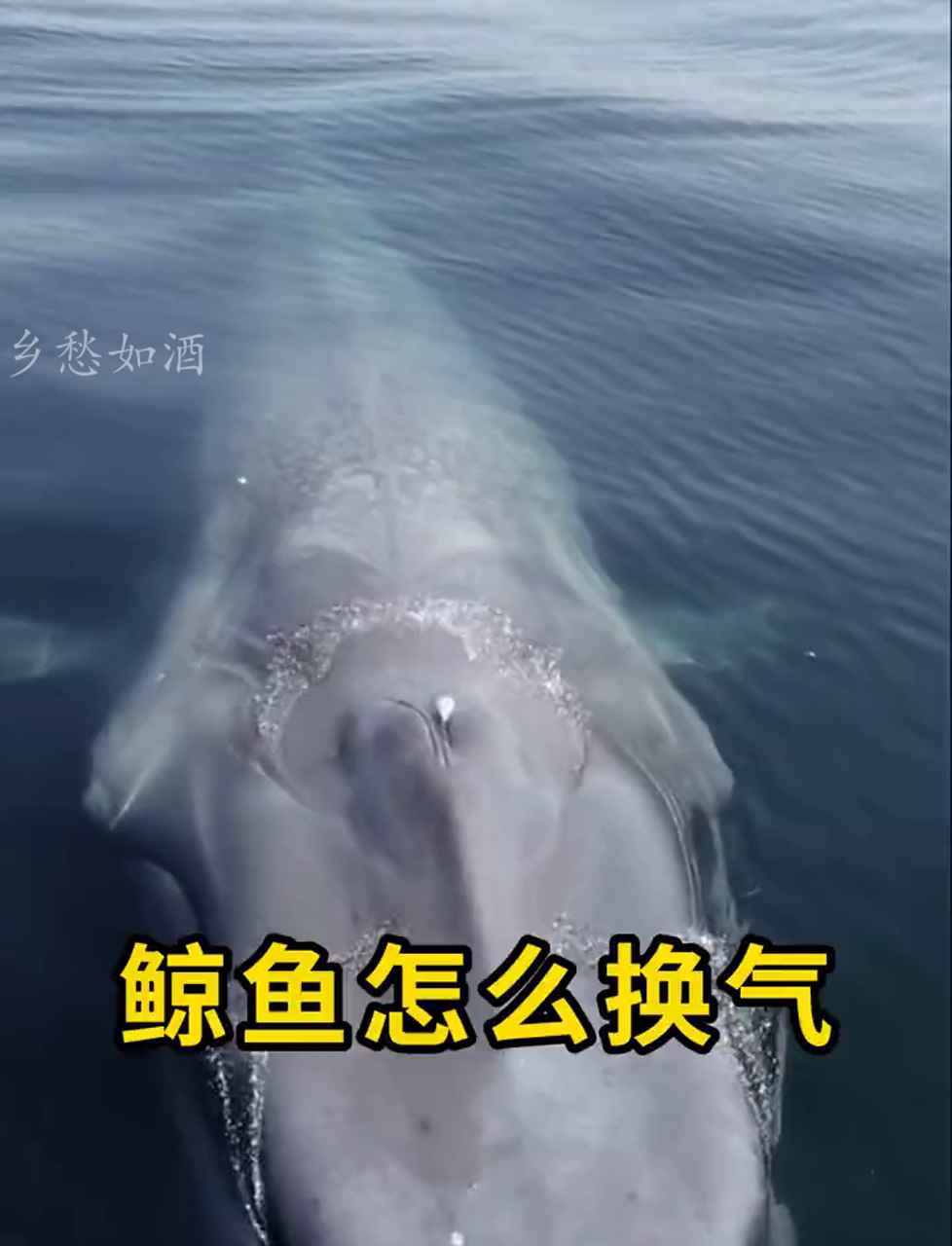 大鲸鱼跳出海面呼吸,太壮观了!