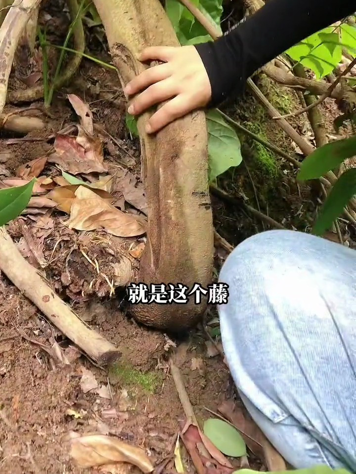 野生鸡血藤,它的叶子是长这样的,大山里的原生态乡村英才计划