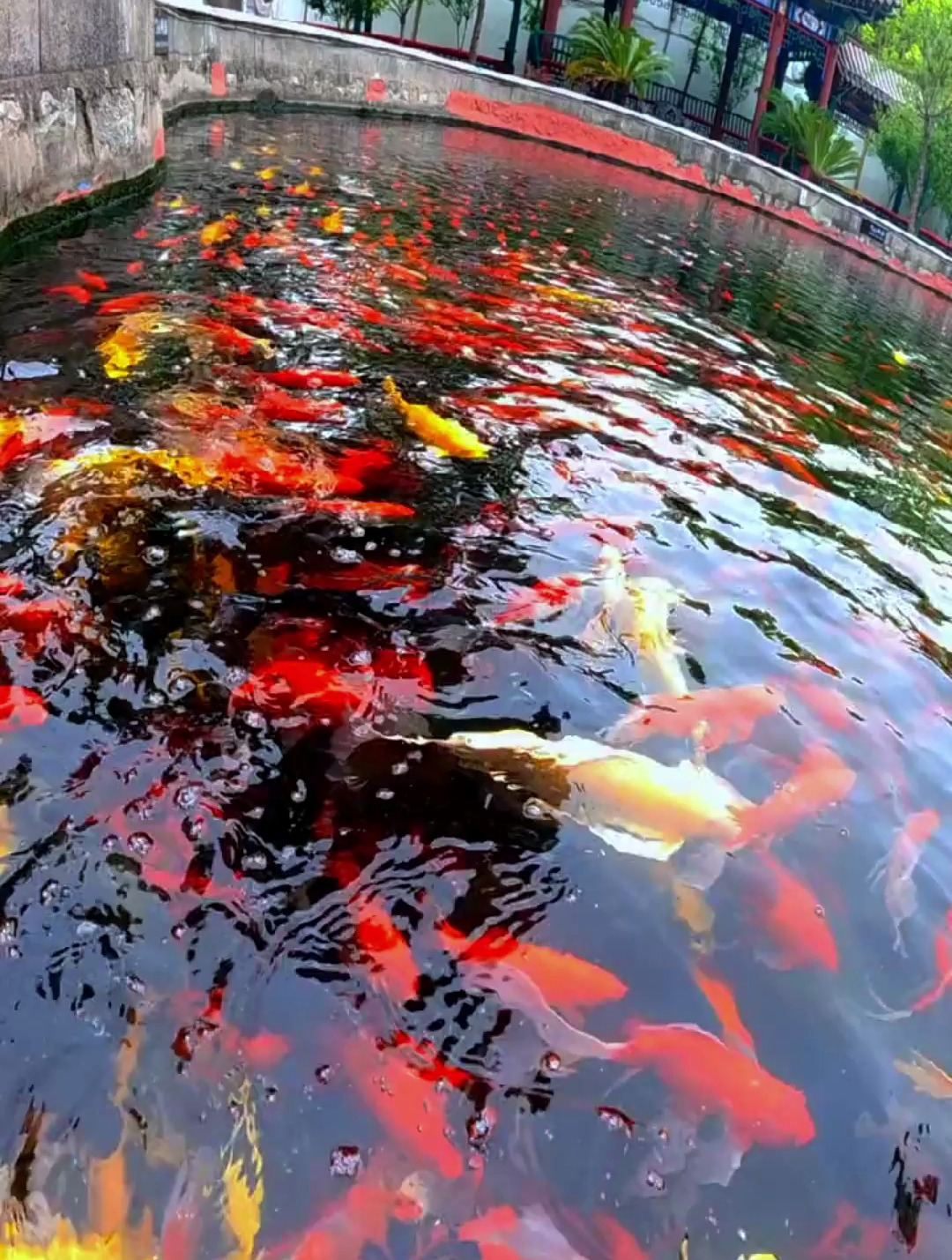 群鱼戏水——锦鲤