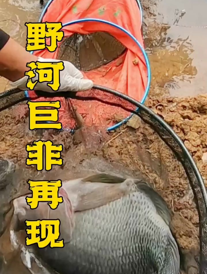 蒙自钓友喜中4.3公斤大罗非