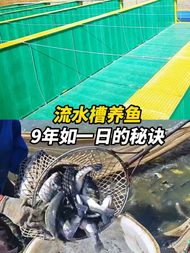 流水槽养鱼,9年如一日的秘诀
