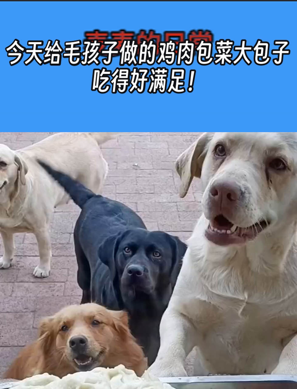 今天给毛孩子做的鸡肉包菜大包子,吃得好满足!