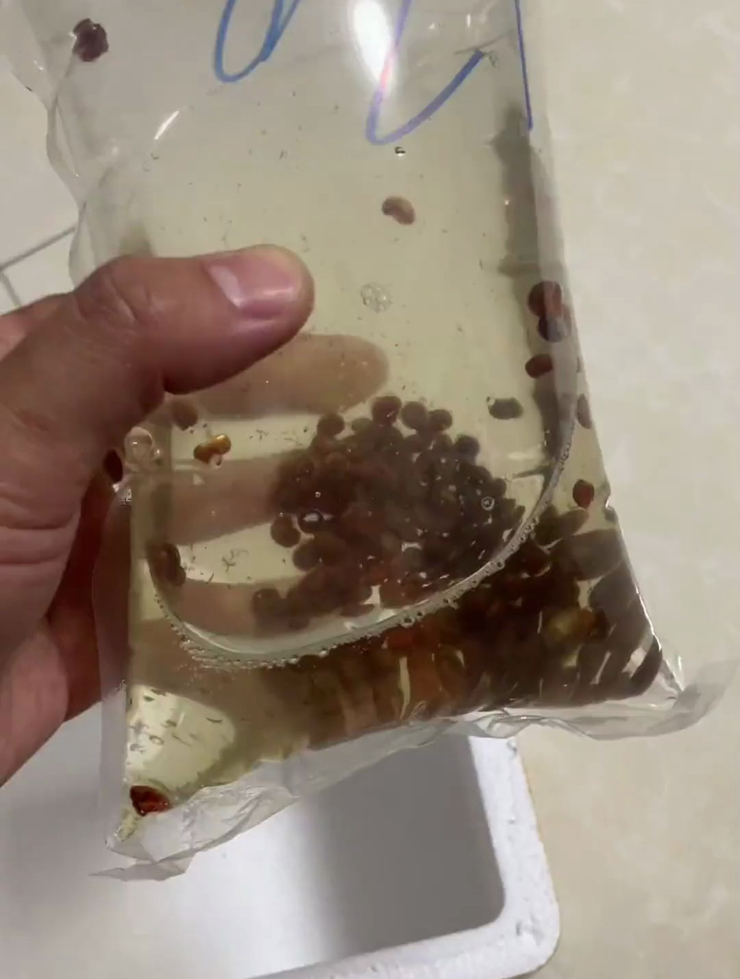 繁殖点苹果螺来喂小点的狗头