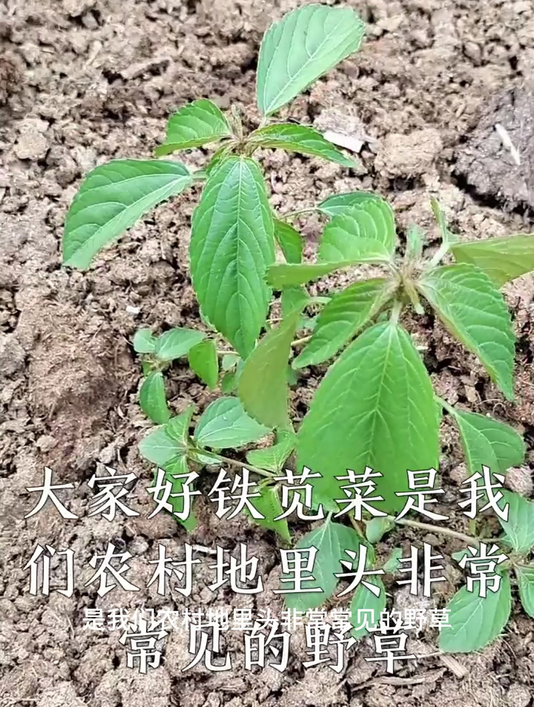 植物科普:铁苋菜,嫩茎叶可食用营养丰富,富含大量的蛋白质