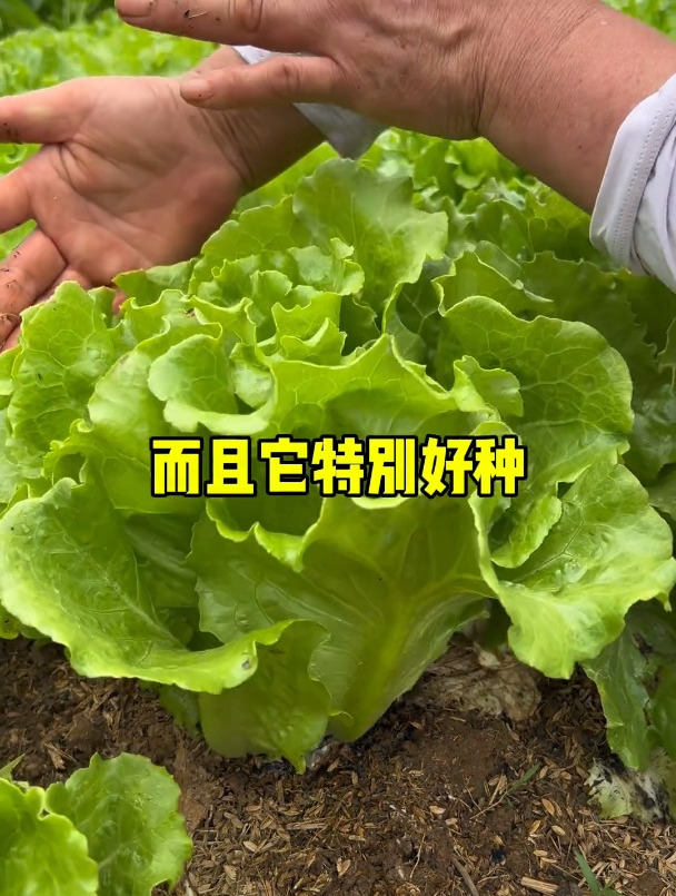 种生菜一定要找对方法,方法用对种子出芽快,关键是长势也会更好
