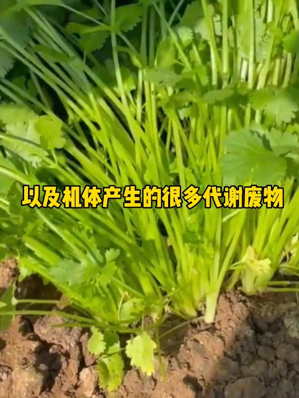 吃香菜对身体有什么好处呢?香菜香菜来啦