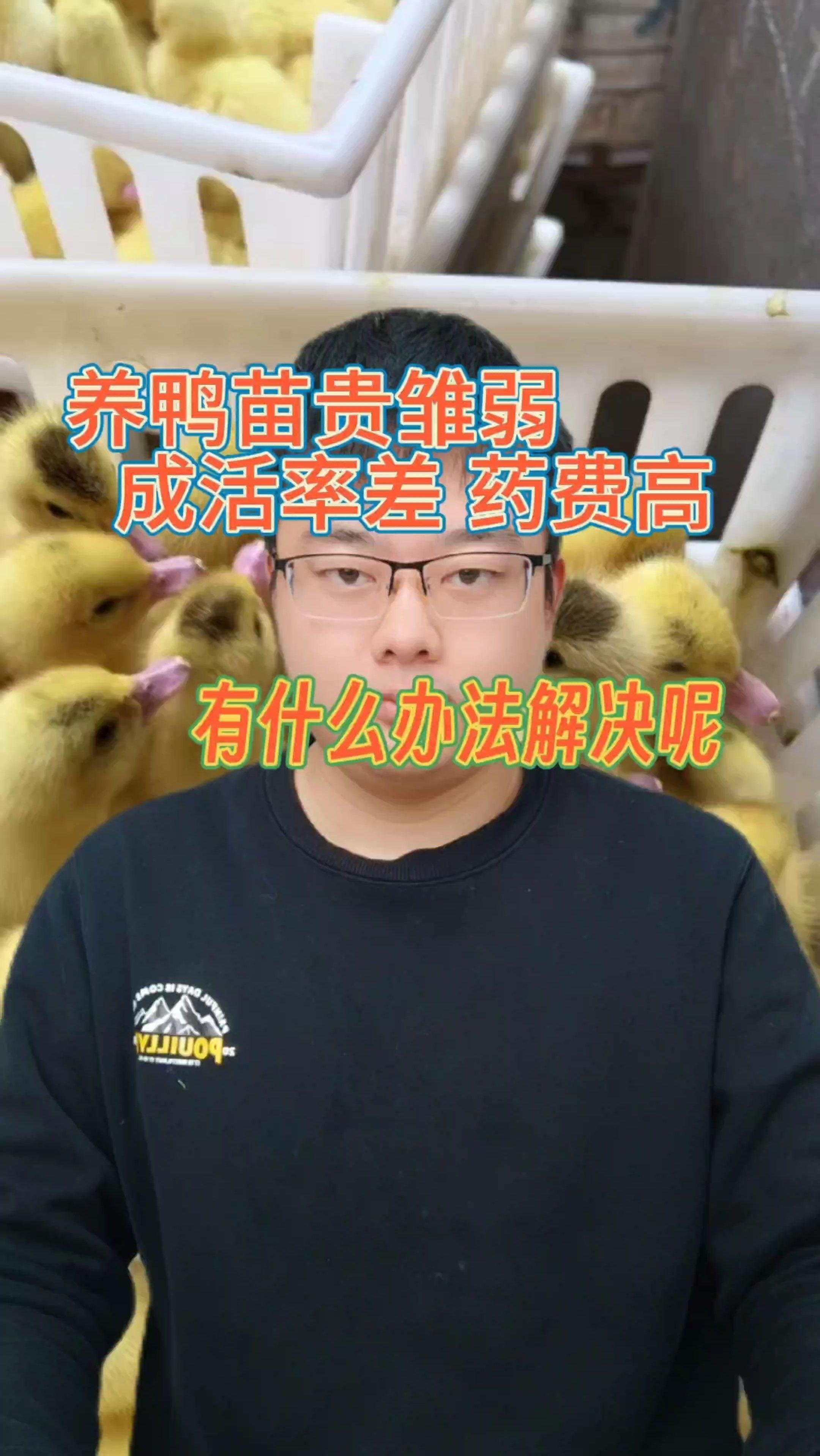 养鸭苗贵雏弱,成活率差 药费高,有什么办法解决呢