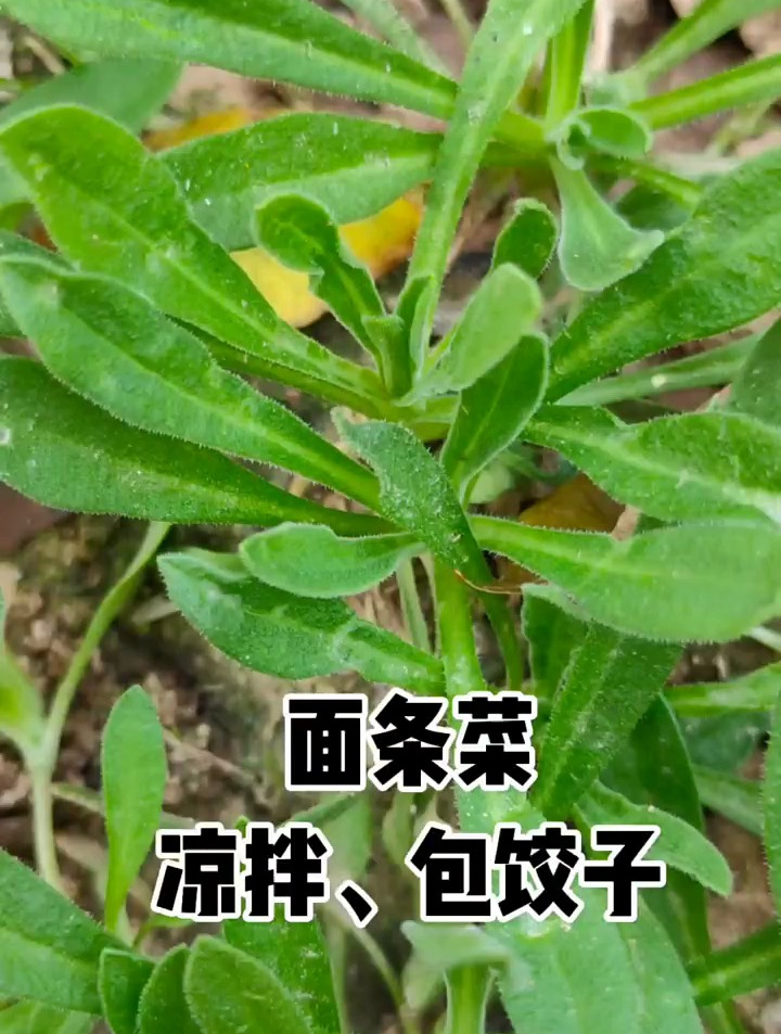 面条菜,别名羊蹄棵、灯笼草,营养丰富,一定要试试