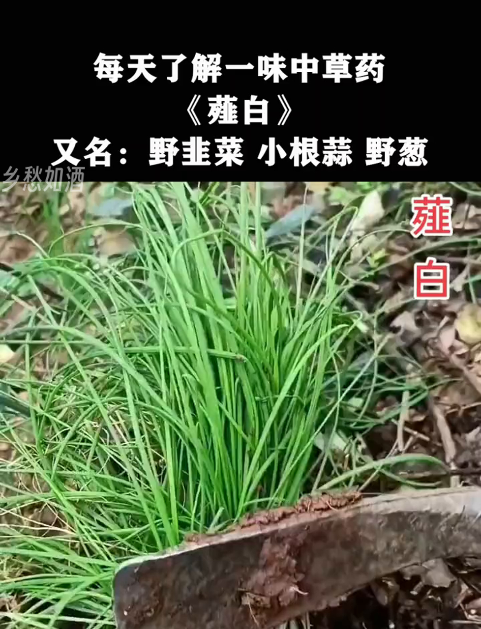 薤白,也叫野韭菜、小根蒜、野葱,这美味你老家有没?
