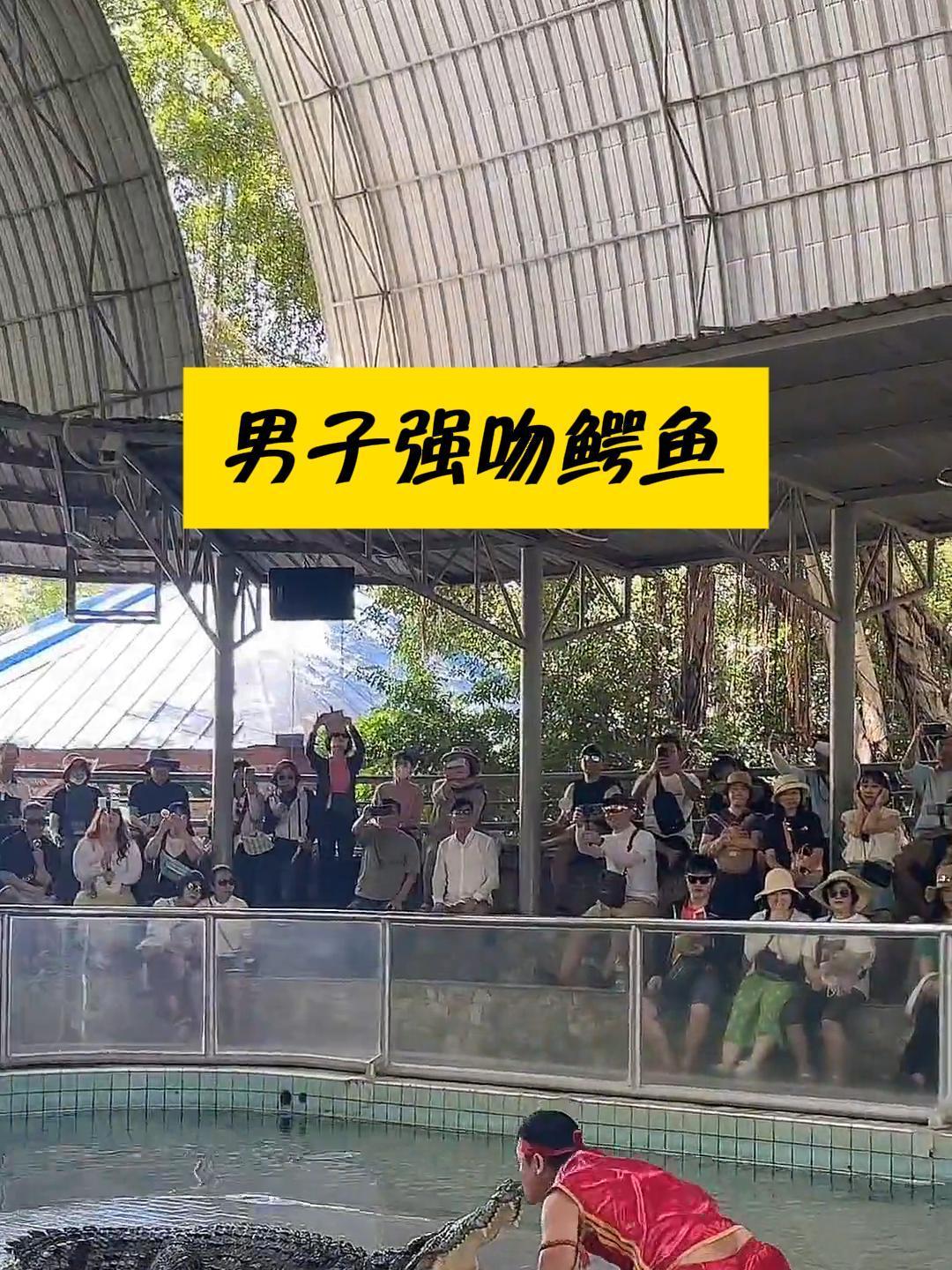 泰国鳄鱼表演节目,真是艺高人胆大