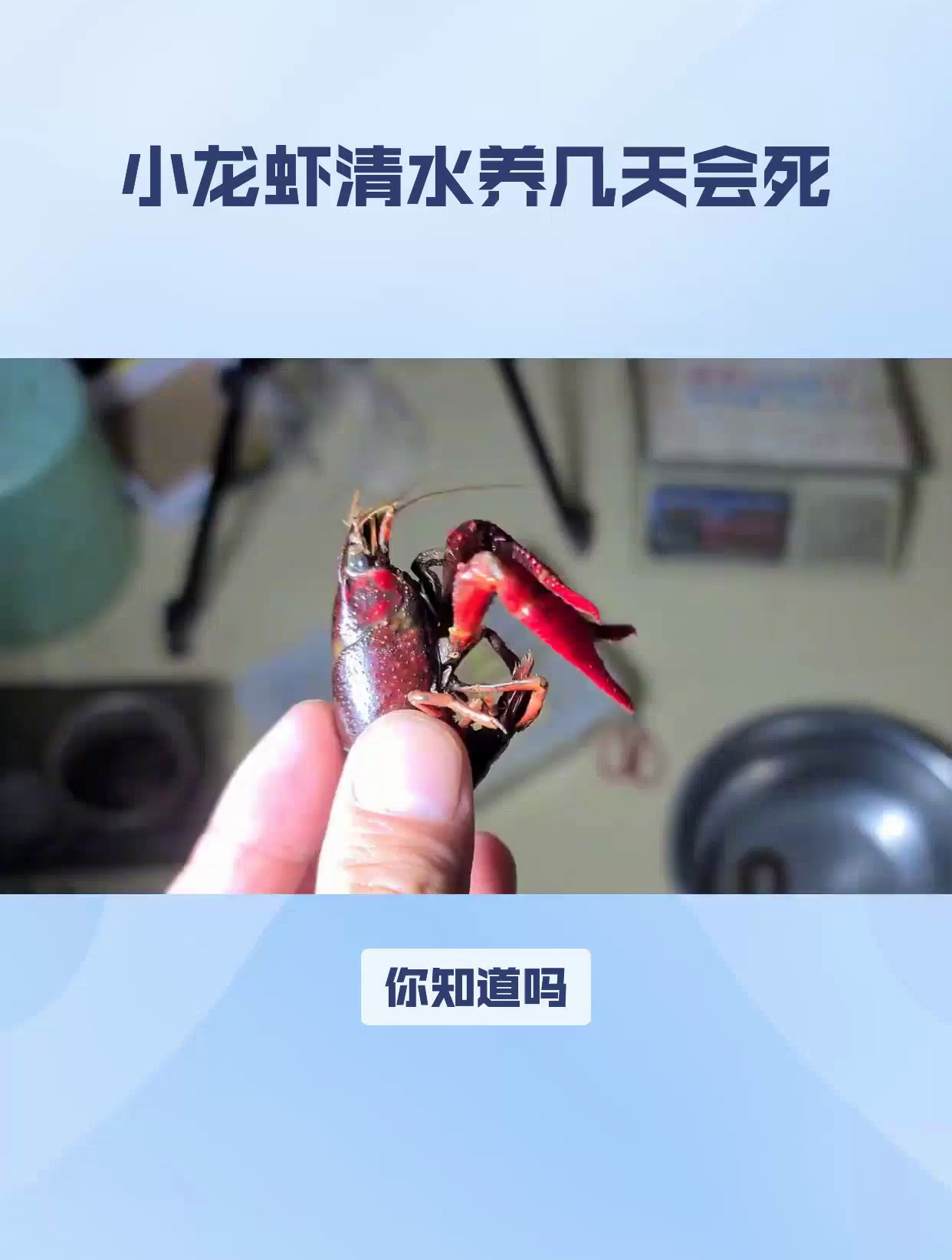 小龙虾清水养几天会死吗?