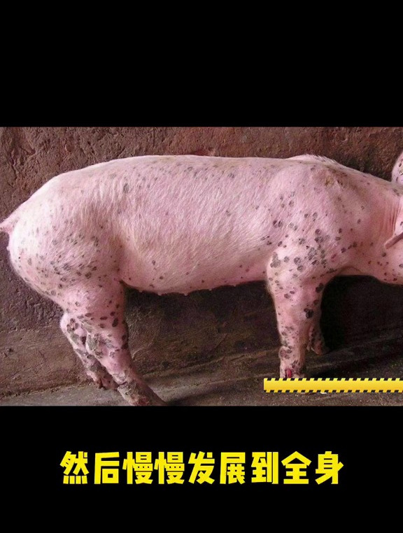 猪身上长了红点怎么办?