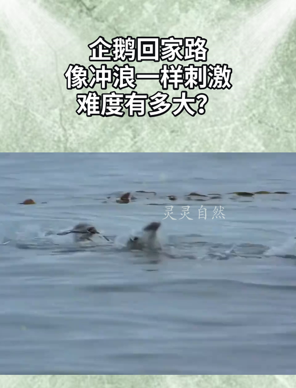 企鹅回家路,像冲浪一样刺激,难度有多大?