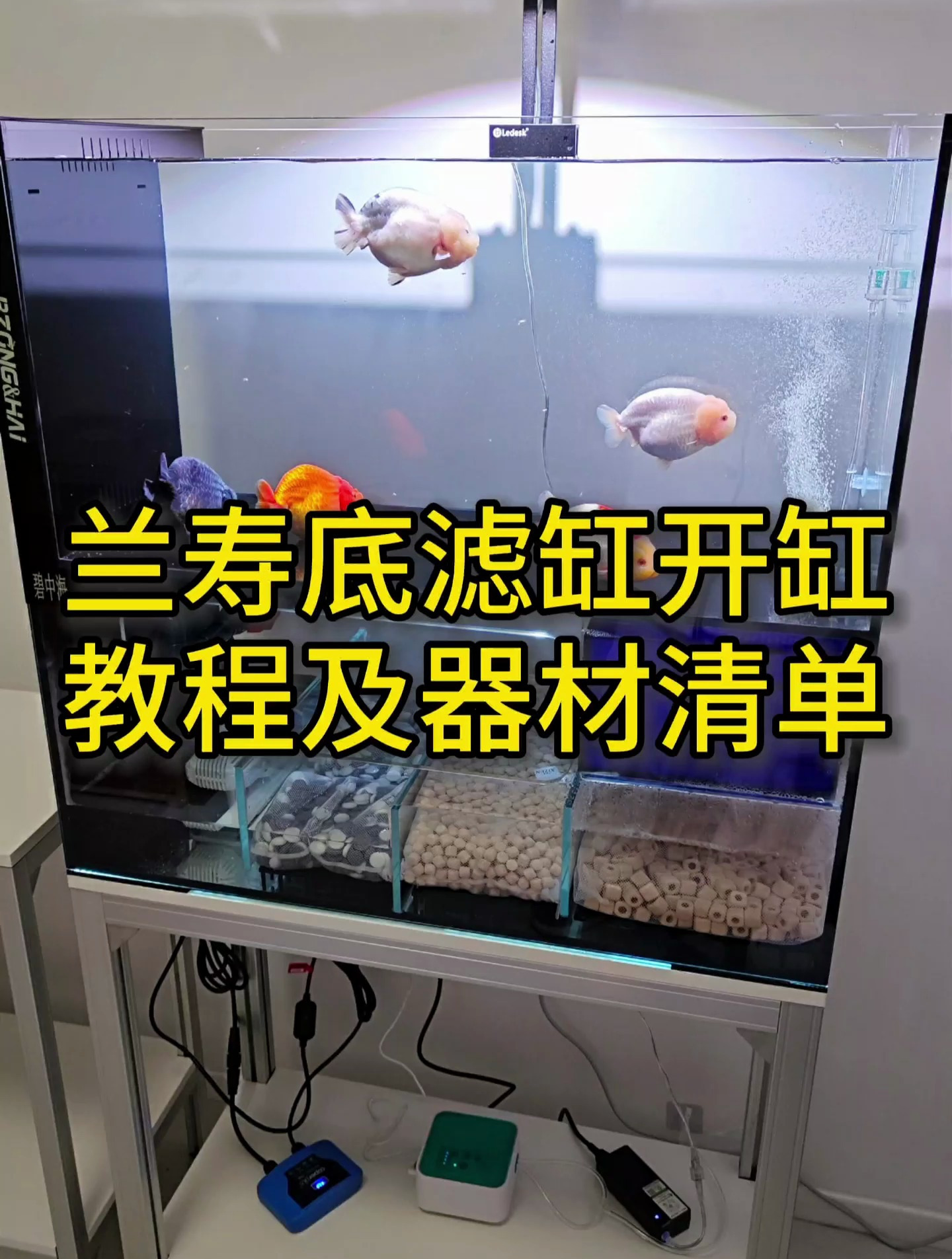 80一体底滤兰寿金鱼缸,开缸教程及器材清单,胖嘟嘟的太可爱啦!