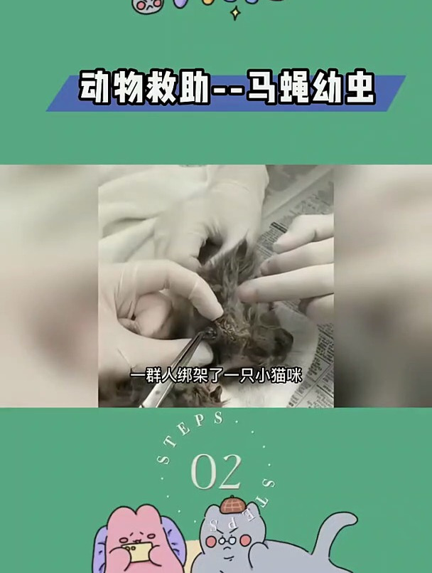 长在猫咪身上的神秘“黑痘” 动物救助