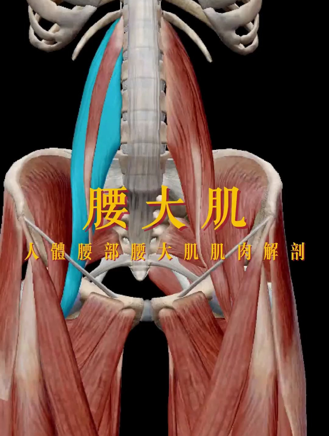 腰部腰大肌肌肉解剖