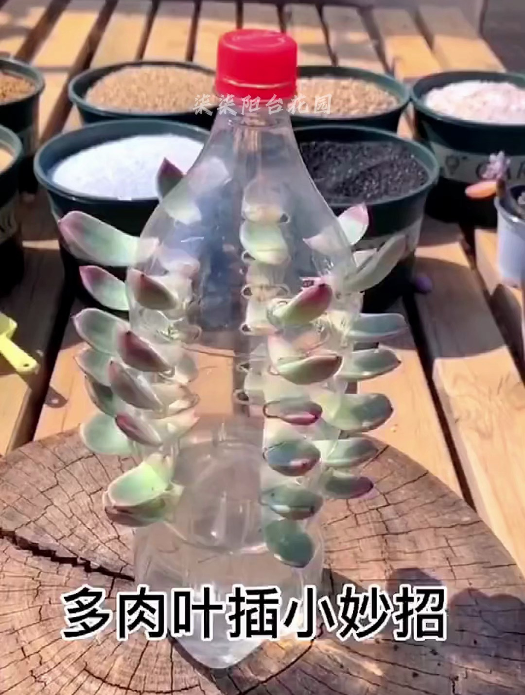 多肉也可以这样叶插