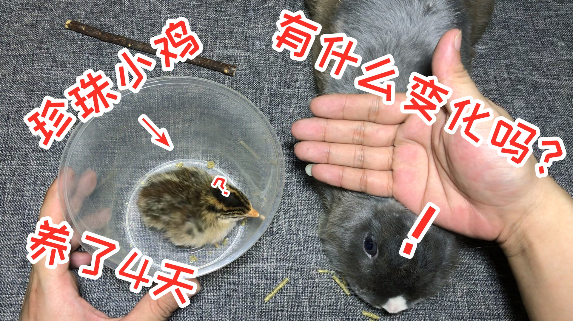 养了4天的“珍珠小鸡”,成长速度有点快呀,翅膀都长出羽管了!