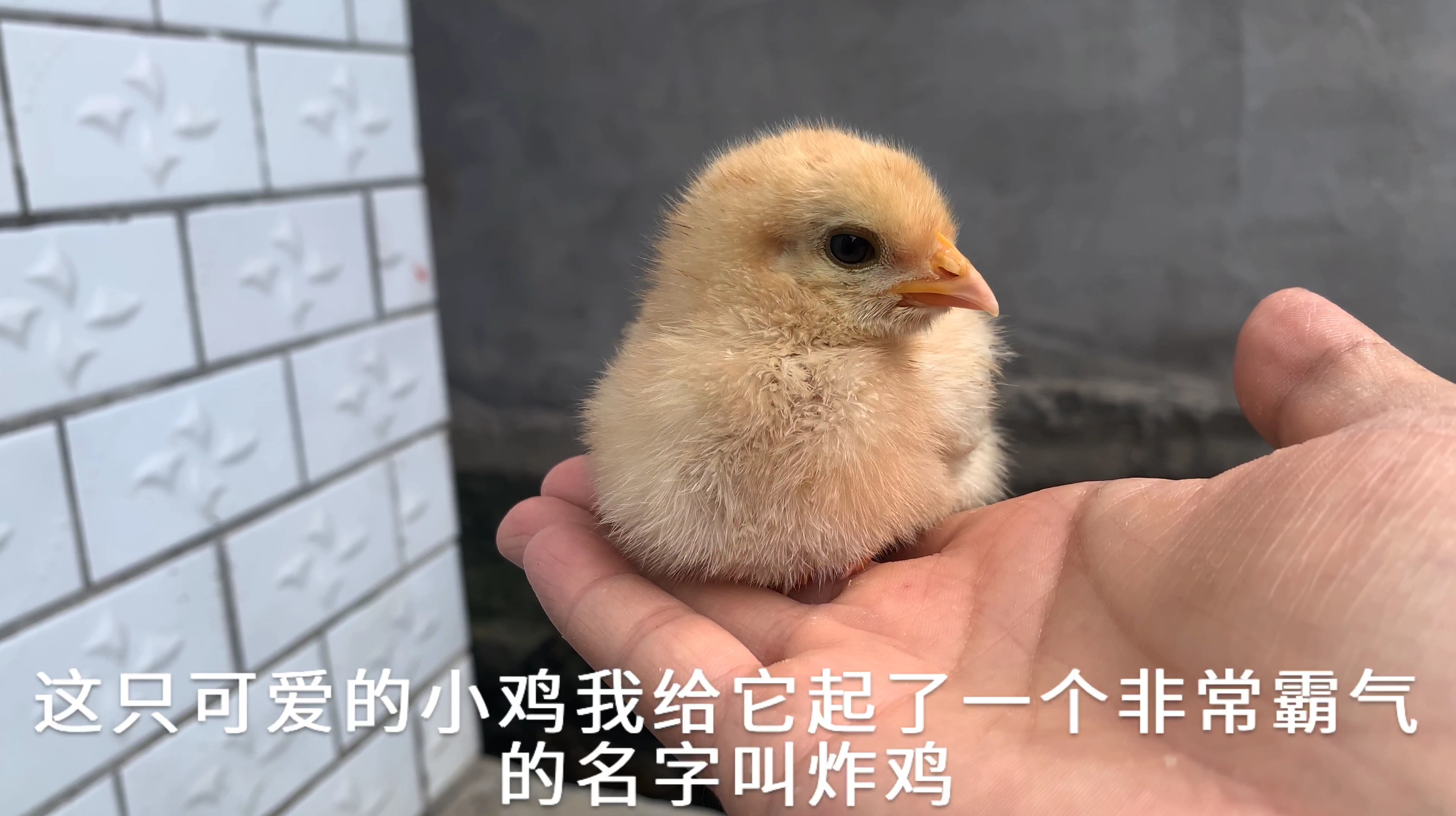 买回来一只小鸭子和小鸡,没想到它们感情这么好