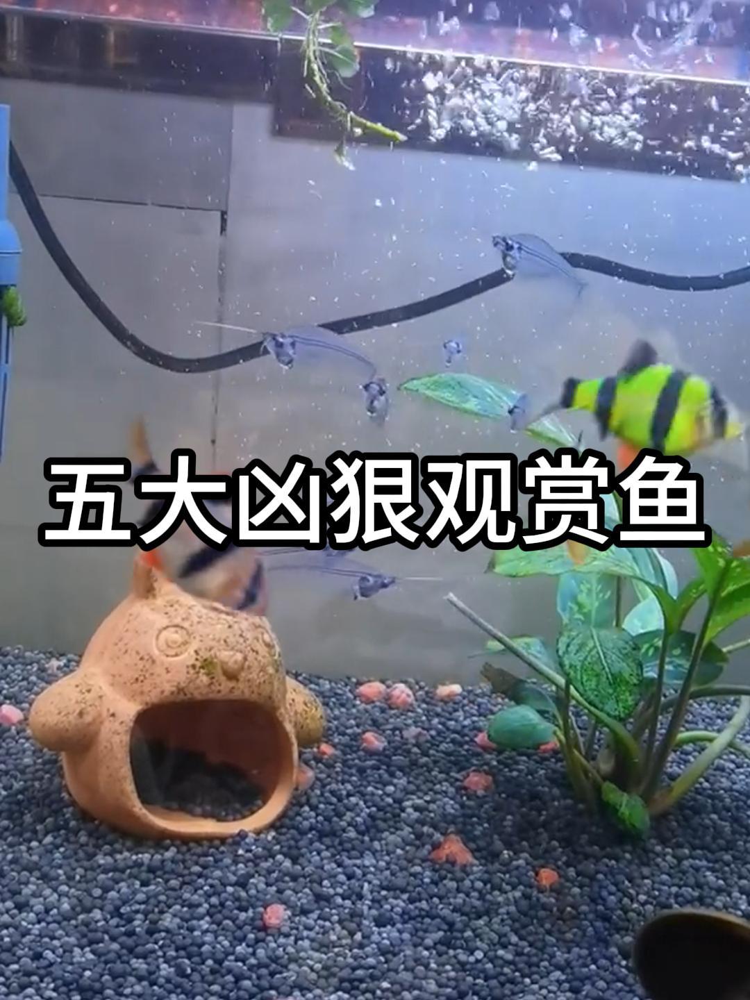 盘点五大凶狠观赏鱼,你养过几种呢