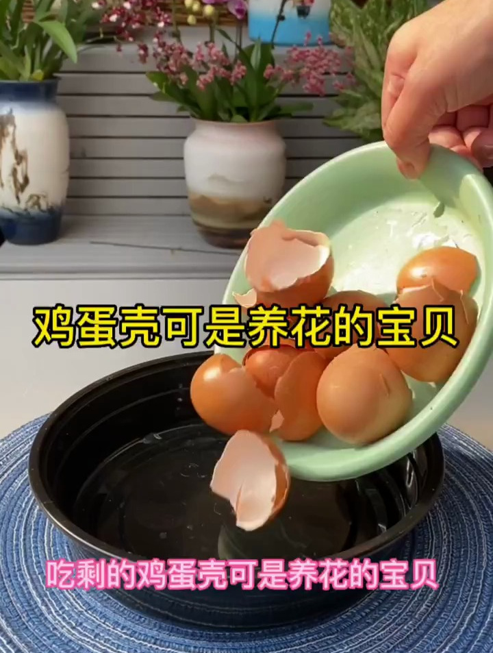 鸡蛋壳可是养花的好东西 爱生活爱养花 种植小技巧 一起养花