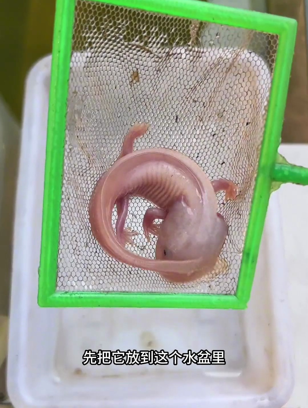 古法养鱼 鱼缸里的大自然 养鱼日记 可爱的小鱼