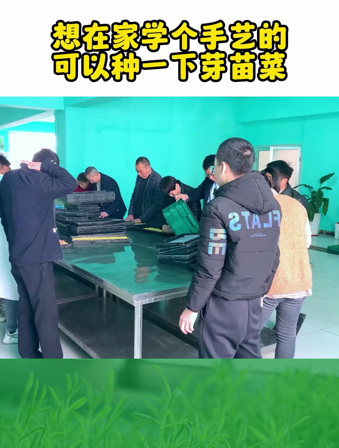 如果在家想学个手艺,可以考虑种芽苗菜,1个人在家就能做