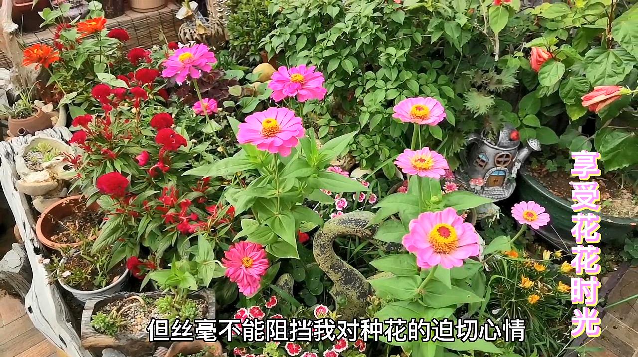 [图]从春天初夏,红姐花园里的花开得怎么样?满园春色、姹紫嫣红